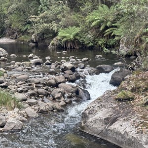 Bogong