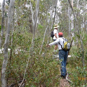 Thick scrub between Cairn and source of Murray