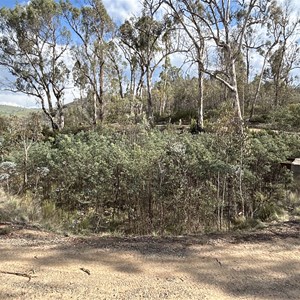 Ruin: Cassilis Mine Hydro Pondage