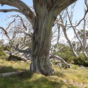 Snowgum in summer - Jan 2020