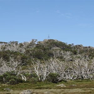 Snowgum skeletons after 17 years - Jan 2020