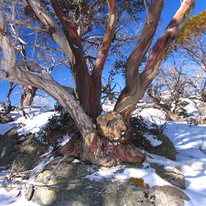 Snowgum colours