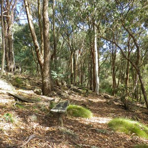 Rustic seat along the  circuit walk