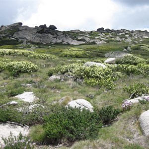 December wildflowers