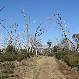 Jan 2003 bushfires remnants April 2019