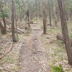 The walking trail