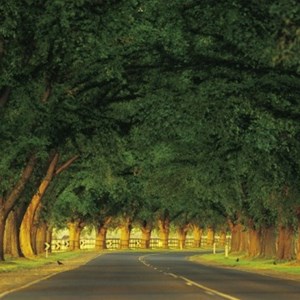 Avenue of Honour