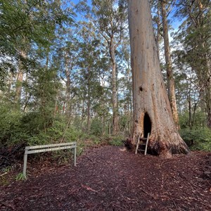 Walk Through Tree - Beedalup