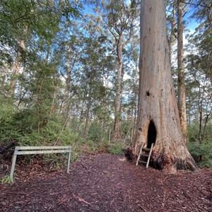 Walk Through Tree