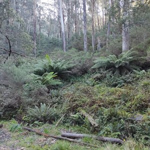 Snake Edwards Drive Track