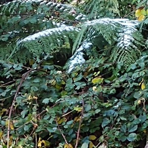 Snake Edwards Divide Track