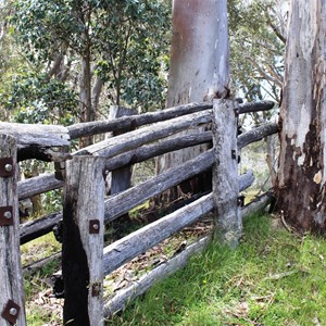 Innovative cattle loading shute 