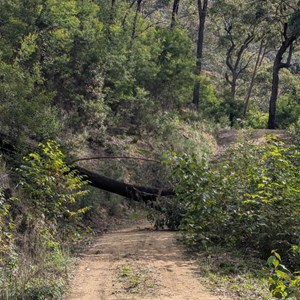Tree over road