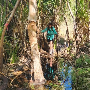 Champagne Springs