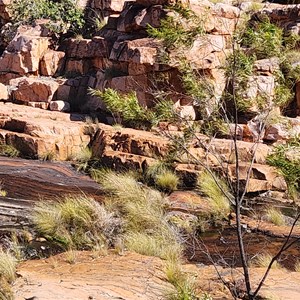 Champagne Springs