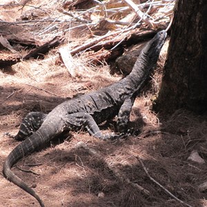 Good size goanna on track