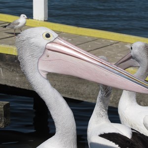 Plenty of pelicans