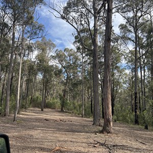 Roadside Clearing