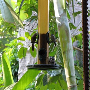 Bird feeder at cafe