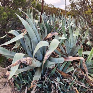 Cactus Bore