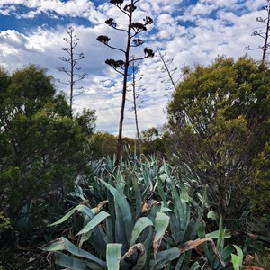 Cactus Bore