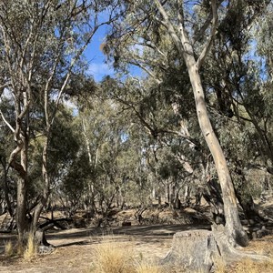 Campsite 17 Chowilla Game Reserve