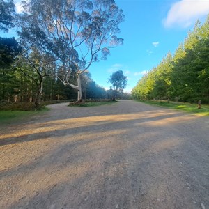 Knott Hill forest