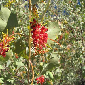 Grevillea