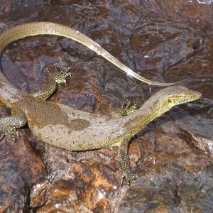 Water Monitor