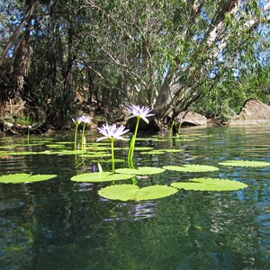 Lillie pool