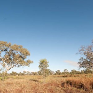 Beautiful boabs