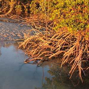 Port Smith Mangroves May 2013