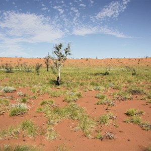 Great Sandy Desert