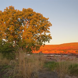 Boab in full leaf June 2013