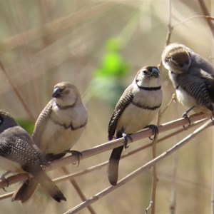 Double barred finches