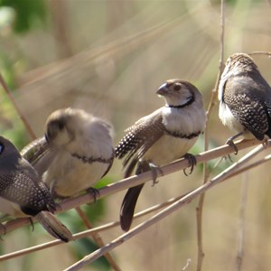 Double barred finches