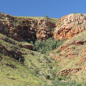 Livistona Gully