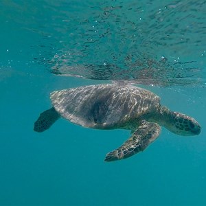 Coral Bay