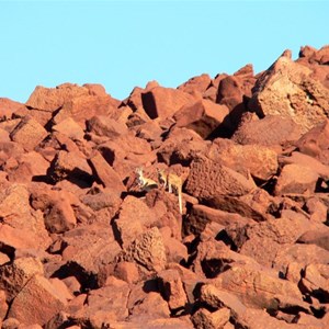 wallabies among the rocks