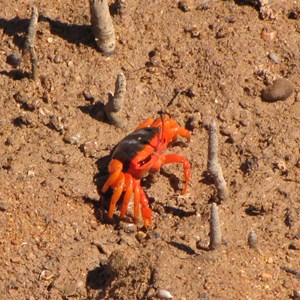 Colourful crustacean