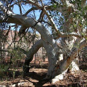 Mt Augustus