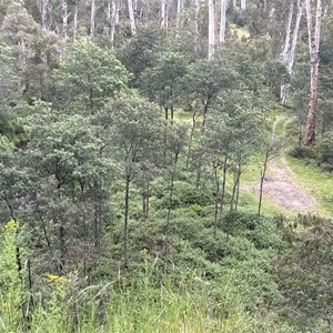 Pikes Flat Campground - Alternate