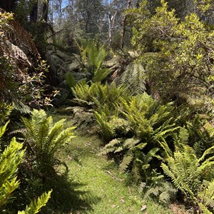 Douglas Reserve Walk