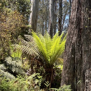 Douglas Reserve Walk