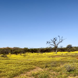 Dalgaranga