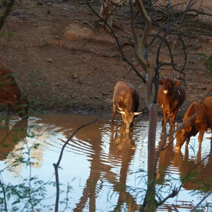 We sat quietly as the cattle came to drink