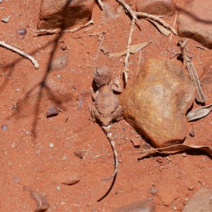 Small lizard up close