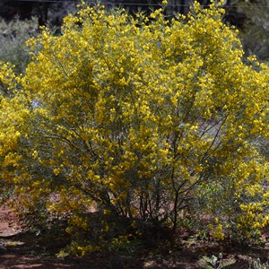 Flora