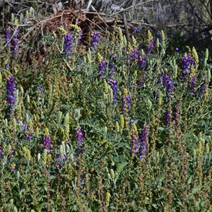 Flora