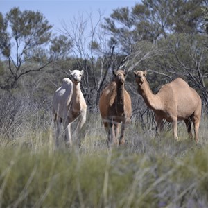 Camels